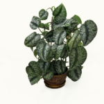 Scindapsus pictus exotica