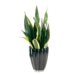 Sansevieria