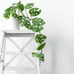 Monstera monkey