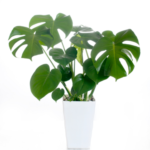Monstera deliciosa
