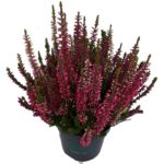 Calluna