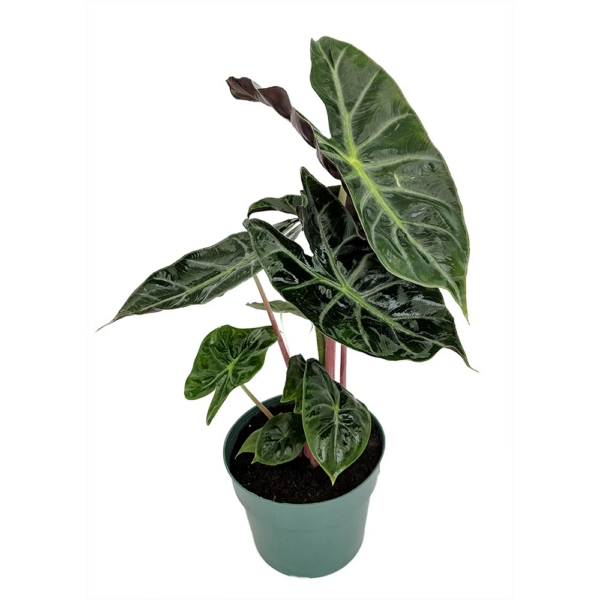 Alocasia Morocco