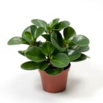Peperomia obtusifolia Jade - Image 2