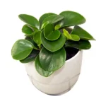 Peperomia obtusifolia Jade