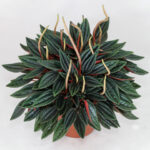 Peperomia Caperata Rosso - Image 2